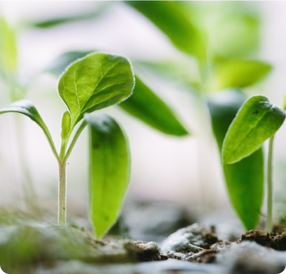 Soluções para Agronegócio - Real Energia Solar